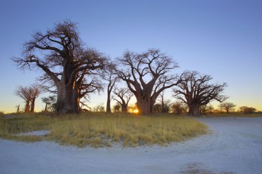 Baines baobab gündoğumu