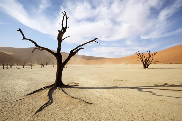 ölü ağaç deadvlei