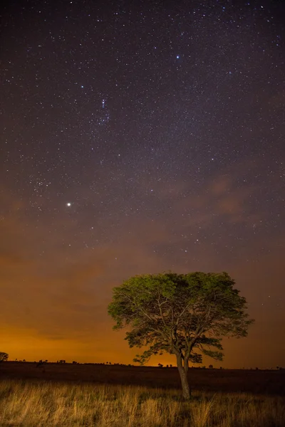 Estrellas en Ezemvelo —  Fotos de Stock