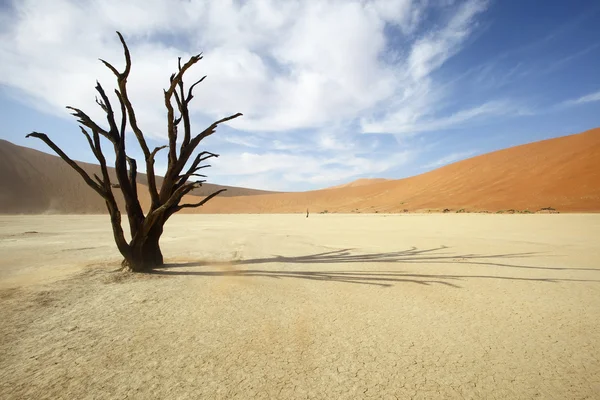 Árvore morta em Deadvlei — Fotografia de Stock