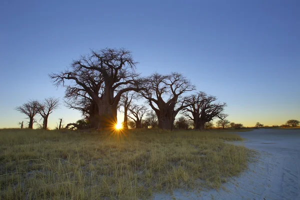 Salida del sol en Baines Baobabs — Foto de Stock