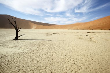 deadvlei'nın yalnız ağaçta