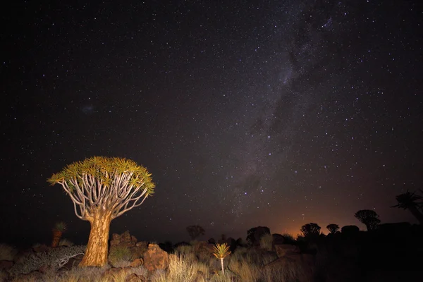 Carcaj Bosque de árboles bajo la Vía Láctea — Foto de Stock