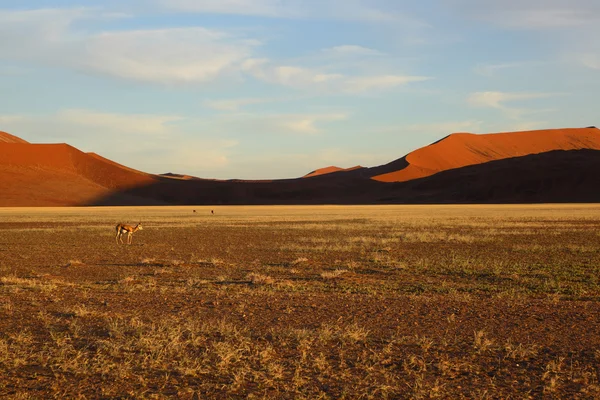Springbuck en Namib Naukluft NP — Foto de Stock