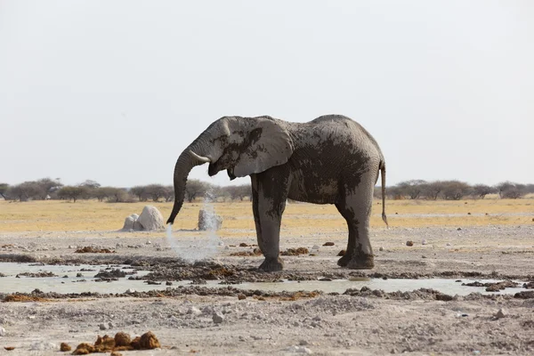 Agua potable para elefantes en Nxai Pan NP — Foto de Stock
