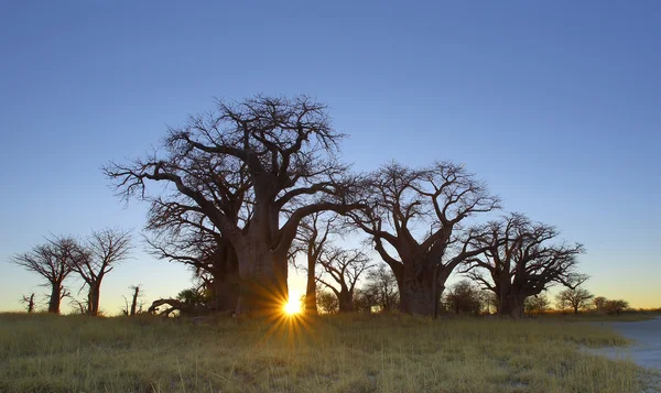 Sun Star estalló en Baines Baobab — Foto de Stock