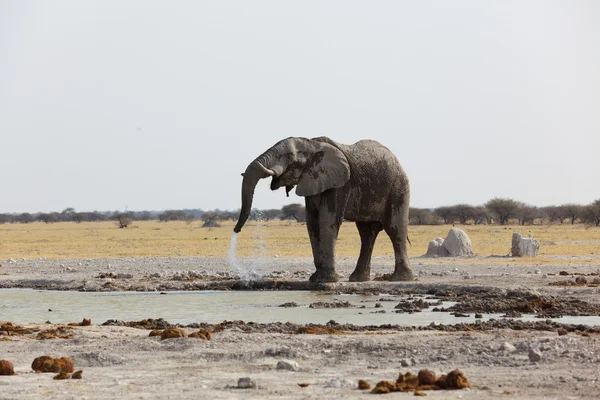 Agua potable para elefantes en Nxai Pan NP — Foto de Stock