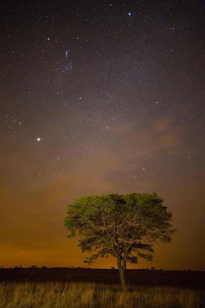Estrellas en la noche en Ezemvelo —  Fotos de Stock