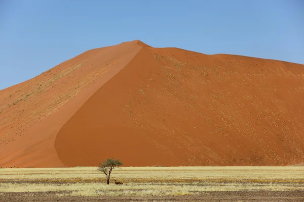 Lone springbuck debajo de un árbol solitario frente a una duna grande — Foto de Stock