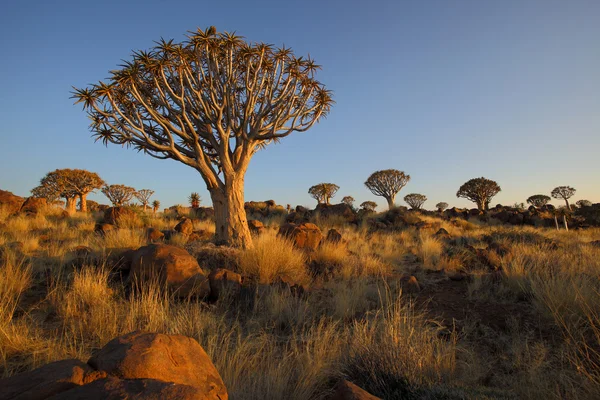 Quiver Trees and Rocks em Quiver Tree Forest — Fotografia de Stock