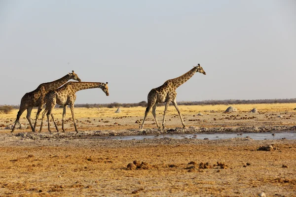 Girafas no buraco da água — Fotografia de Stock