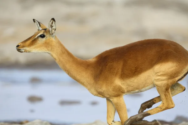 Impala läuft am Wasserloch — Stockfoto