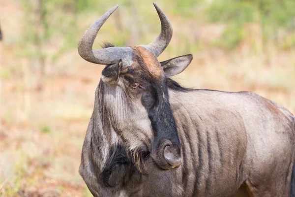 Blou GNU w pilanesberg — Zdjęcie stockowe