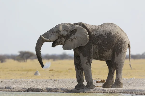 Agua potable de elefante cubierta de polvo — Foto de Stock