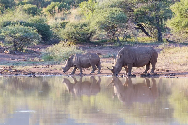 Rhino vache et veau eau potable — Photo