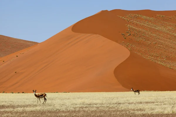 Springbucks en grandes dunas de arena roja en Namib Naukluft NP — Foto de Stock