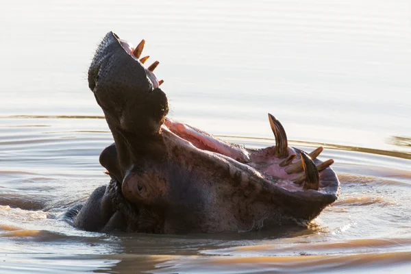 Bâillement hippopotame — Photo