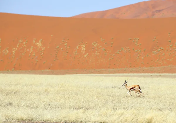 Springbok con un corderito delante de la duna —  Fotos de Stock