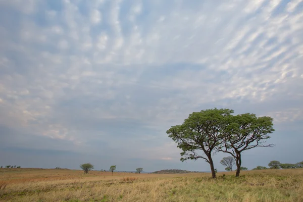 Buikspek wolken boven ezemvelo — Stockfoto