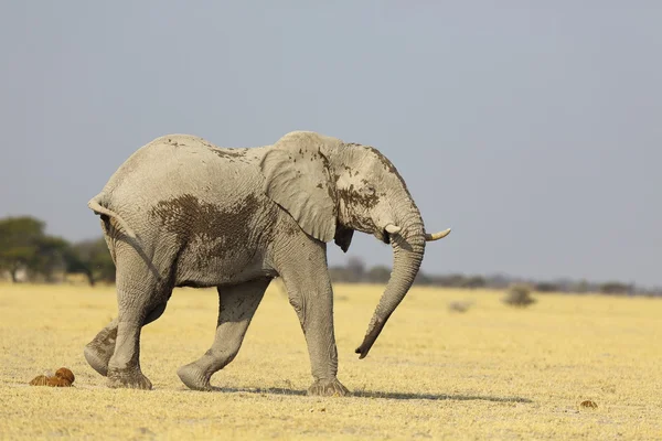 Slon bílým prachem, v nxai pan np — Stock fotografie