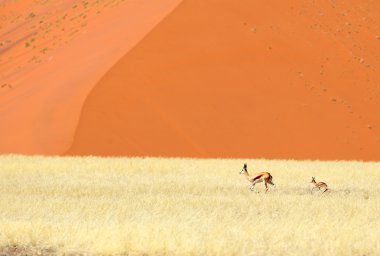 Springbok ve kuzu sossusvlei