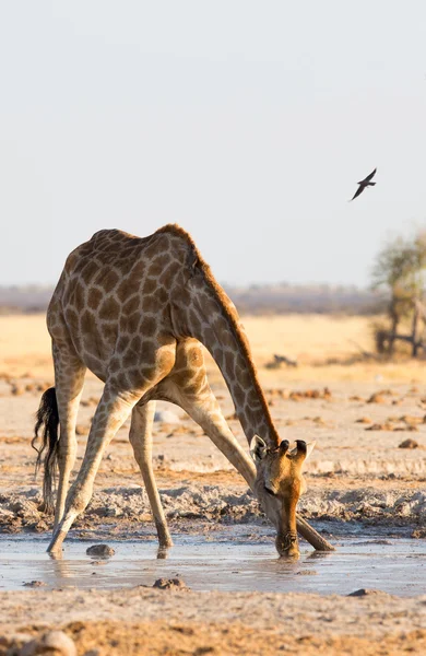 Giraffe trinkt Wasser bei nxai pan np — Stockfoto