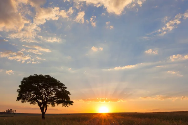 Pôr do sol e árvore solitária em Ezemvelo — Fotografia de Stock