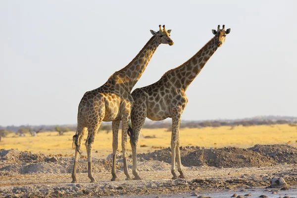 Giraffe's at waterhole — Stock Photo, Image