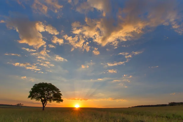 Altın gün batımı