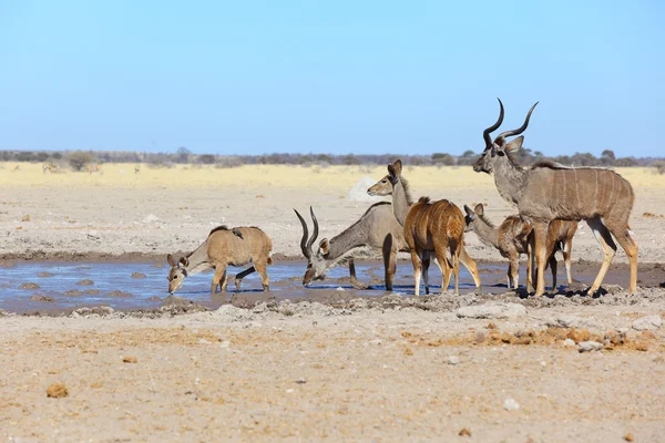 Kudu est dans un trou d'eau boueux — Photo