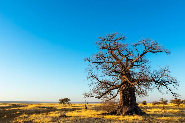 Grote Baobab Boom Kukonje Eiland — Stockfoto