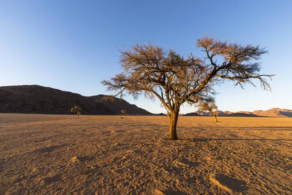 Camel Thorn Trees Dry Desert Sand — Stock Photo, Image