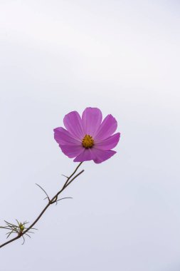 Single purple cosmos flower against white background South Africa