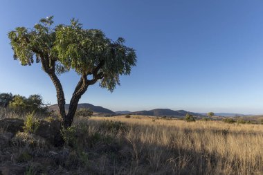 Green cabbage tree against blue sky South Africa