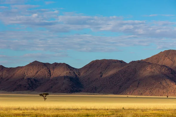 Single Camel Thorn Tree Grass Plains Front Mountain Namibia — Stok fotoğraf