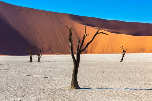 Árvores Mortas Dooievlei Contra Dunas Areia Vermelha Namíbia — Fotografia de Stock