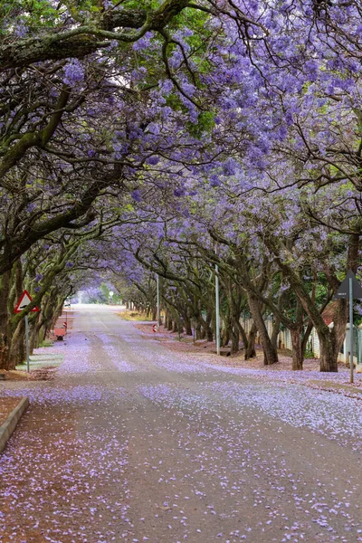 Ağaçlarda Güney Afrika Sokaklarında Jacaranda Çiçekleri — Stok fotoğraf