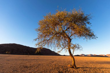 Namib Çölü Namibya 'da yalnız deve dikeni ağacı