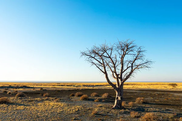 Petit Arbre Herbe Jaune Sèche Sur Île Kukonje Botswana — Photo