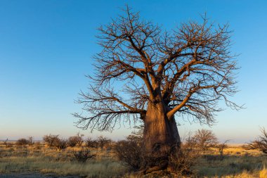 Kukonje Adası Botsvana 'da yaprakları olmayan kuru baobab ağacı.