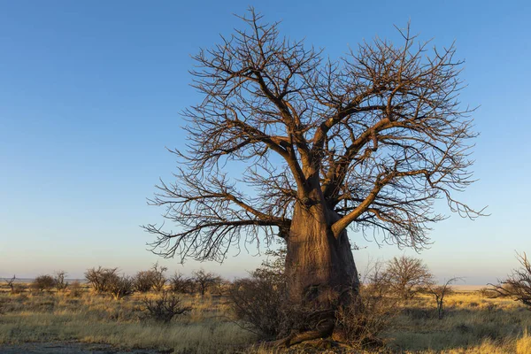 Kukonje Adası Botsvana 'da yaprakları olmayan kuru baobab ağacı.