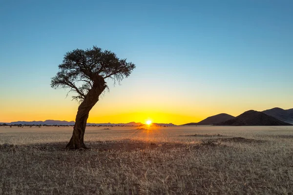 Lever Soleil Jaune Sur Épine Chameau Namibie Désert Namibie — Photo