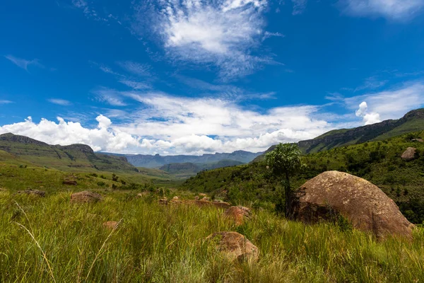 Kålträd Bredvid Stora Klippan Drakensberg Sydafrika — Stockfoto