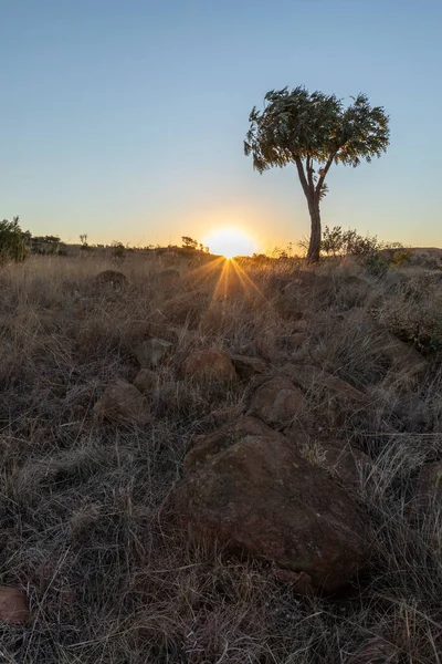 Magaliesberg Güney Afrika Lahana Ağacı Kayalar Gün Batımında — Stok fotoğraf