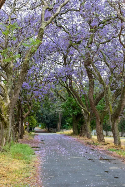 Purple Colored Jacaranda Flowers South Africa — Stock Photo, Image