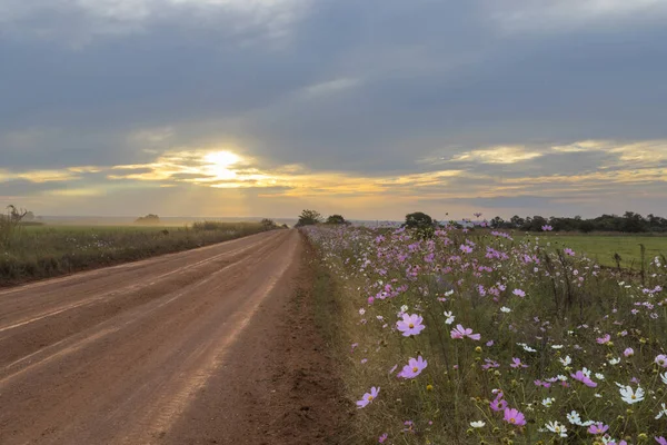 南アフリカの日没時に砂利道に沿ってコスモスの花 — ストック写真