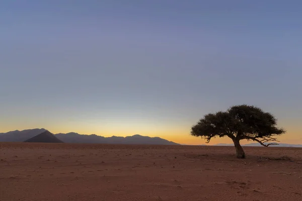 Árbol Solitario Atardecer Desierto Namibia Namibia — Foto de Stock