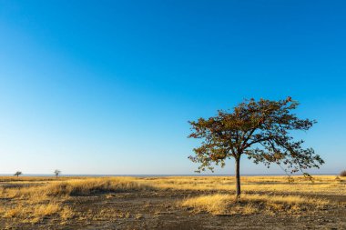 Kukonje Adası Botswana 'da yalnız bir mopani ağacı.