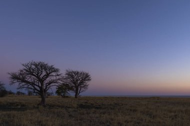 Kukonje Adası Botswana 'da gün batımından bir saat sonra