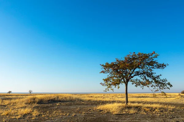 Lone Mopani Boom Kukonje Island Botswana — Stockfoto